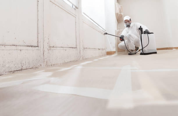 24/7 Emergency Basement Mold Removal experts in Vauxhall, NJ
