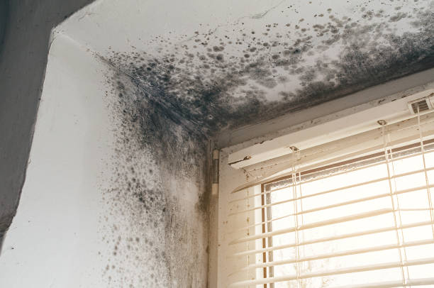 Affordable Basement Mold Removal solutions in Vauxhall, NJ