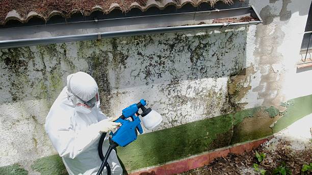 Top rated local Basement Mold Removal specialists in Vauxhall, NJ